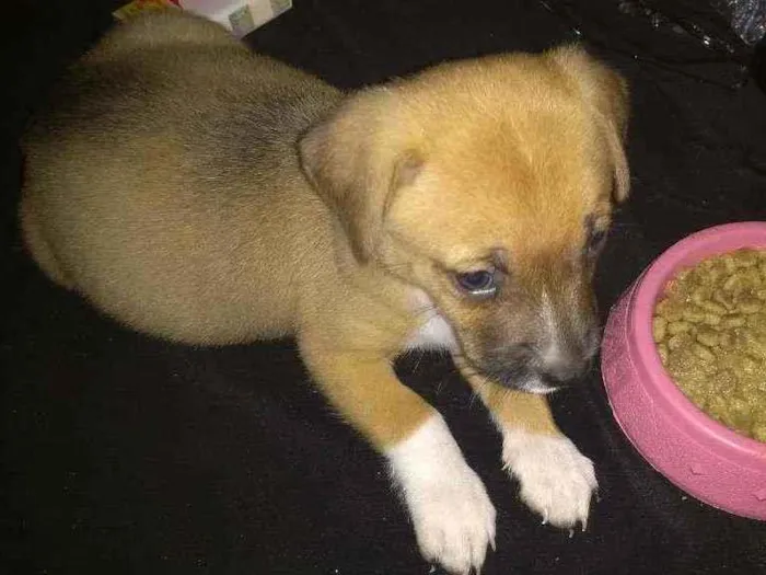 Cachorro ra a SRD idade 2 a 6 meses nome Rollo