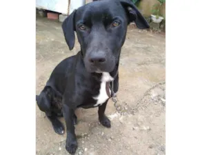 Cachorro raça Labrador misturado idade 7 a 11 meses nome Look