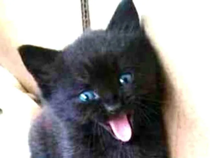 Gato ra a SRD idade Abaixo de 2 meses nome Sem nome