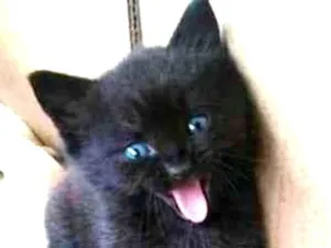 Gato raça SRD idade Abaixo de 2 meses nome Sem nome