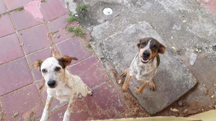 Cachorro ra a Srd idade 7 a 11 meses nome Rucky e buddy