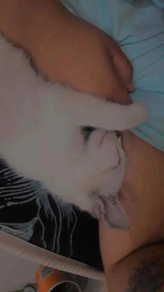 Gato ra a Vira lata  idade 2 a 6 meses nome Apollo