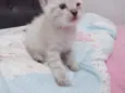 gatos filhotees
