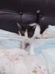 gatos filhotees