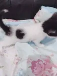 gatos filhotees