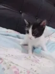 gatos filhotees