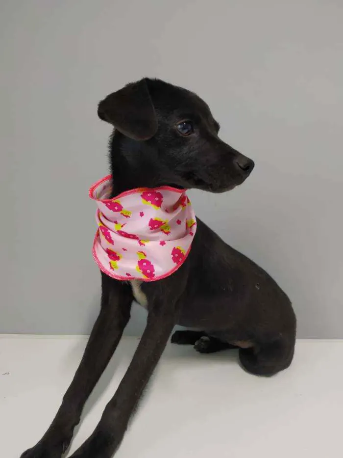 Cachorro raça Srd idade 2 a 6 meses nome Sury