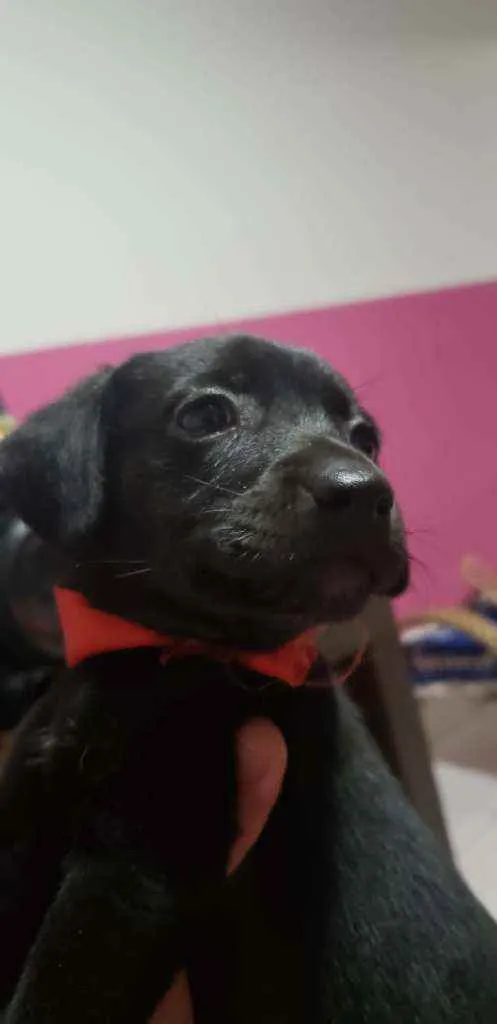 Cachorro ra a SRD idade Abaixo de 2 meses nome Maju