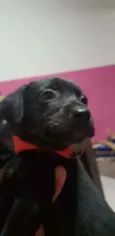 Maju