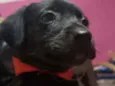 Maju
