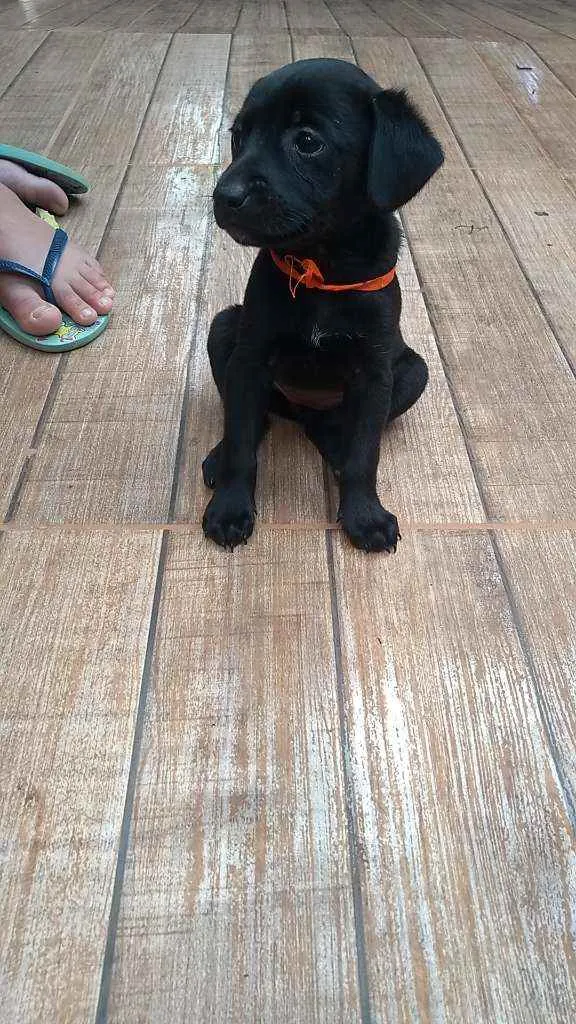 Cachorro ra a SRD idade Abaixo de 2 meses nome Maju