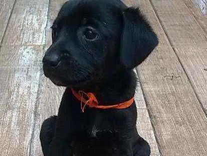 Cachorro ra a SRD idade Abaixo de 2 meses nome Maju