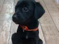 Maju