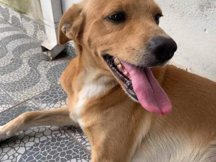 Cachorro ra a Vira lata idade 3 anos nome Zac