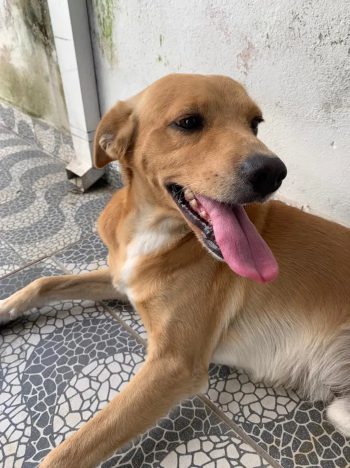 Cachorro ra a Vira lata idade 3 anos nome Zac