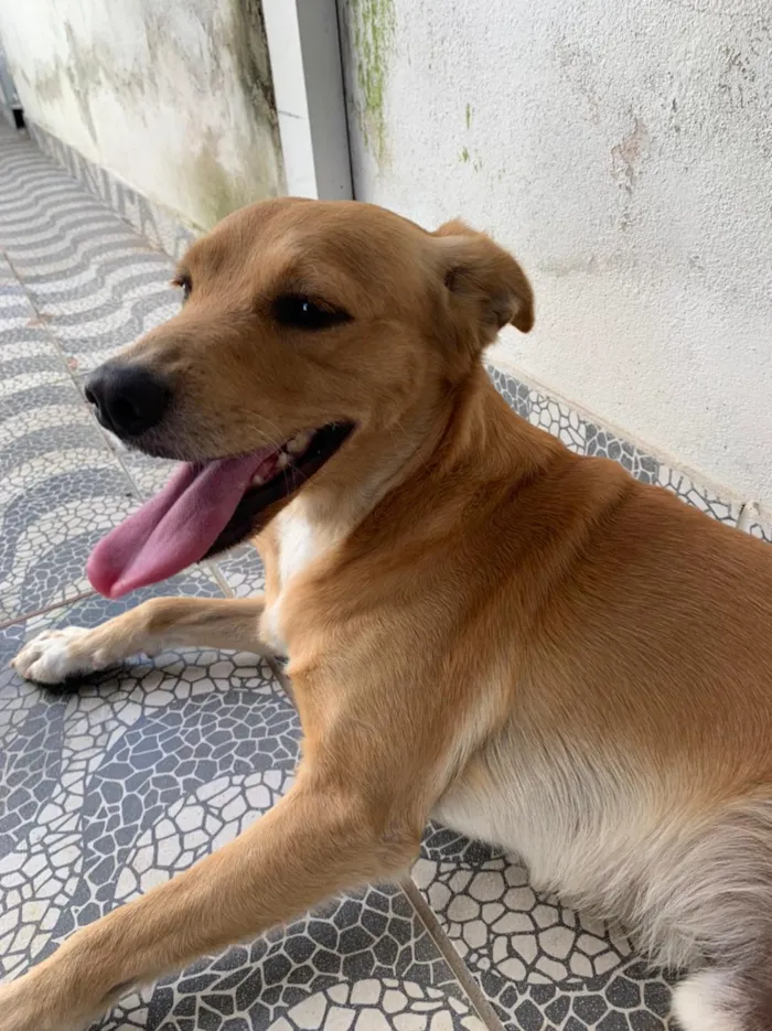 Cachorro ra a Vira lata idade 3 anos nome Zac