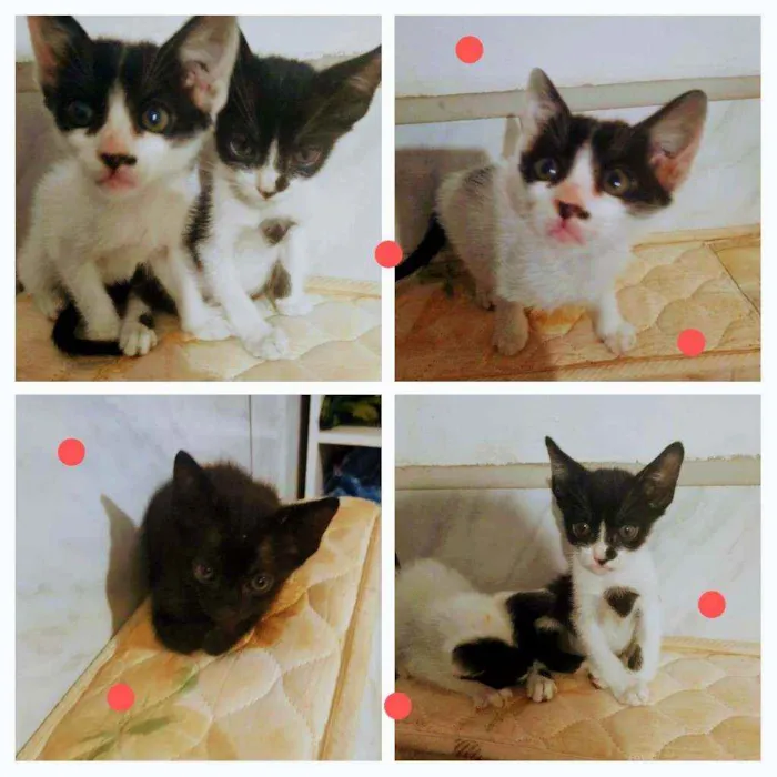 Gato ra a SRD idade 2 a 6 meses nome Gatinhos