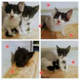 Gatinhos