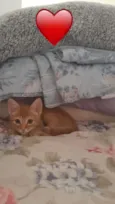 gatinho
