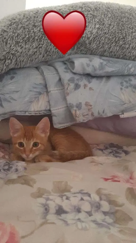 Gato ra a SRD-ViraLata idade Abaixo de 2 meses nome gatinho