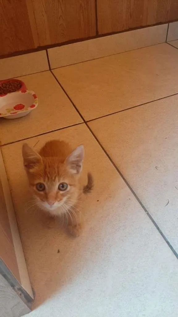 Gato ra a SRD-ViraLata idade Abaixo de 2 meses nome gatinho