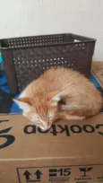 gatinho