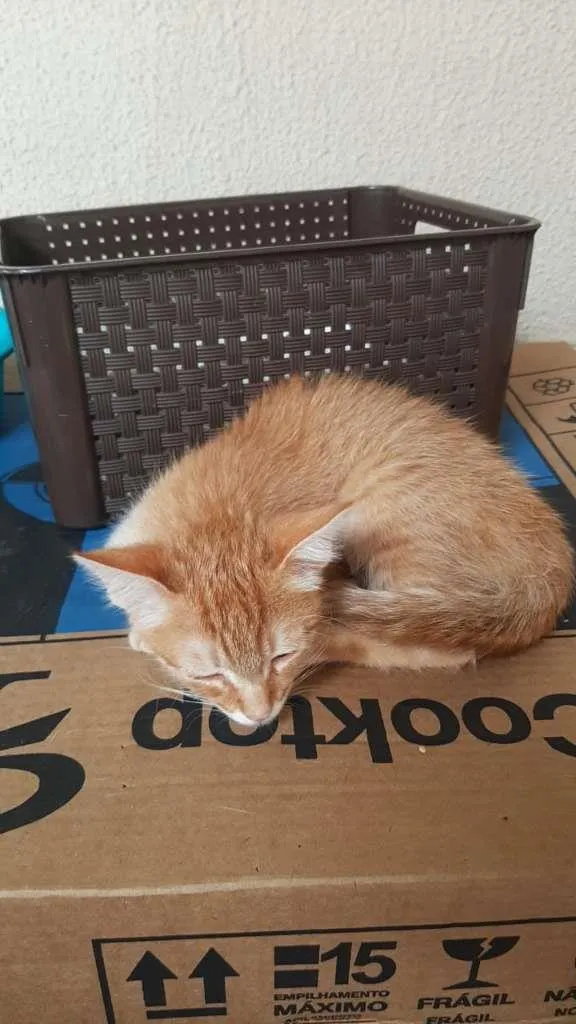Gato ra a SRD-ViraLata idade Abaixo de 2 meses nome gatinho