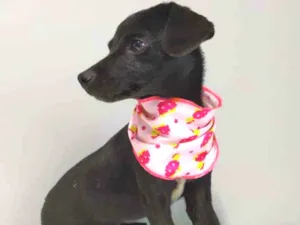Cachorro raça Srd idade 2 a 6 meses nome Sury