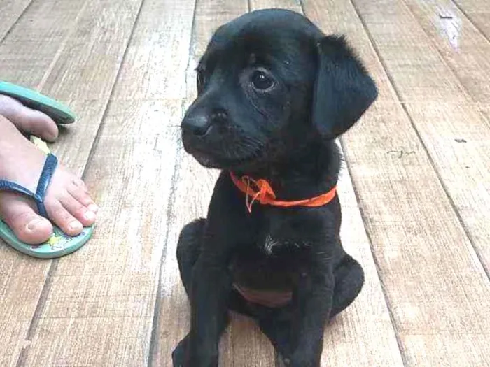 Cachorro ra a SRD idade Abaixo de 2 meses nome Maju