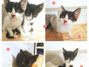 Gato raça SRD idade 2 a 6 meses nome Gatinhos
