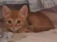 gatinho
