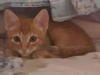 Gato ra a SRD-ViraLata idade Abaixo de 2 meses nome gatinho