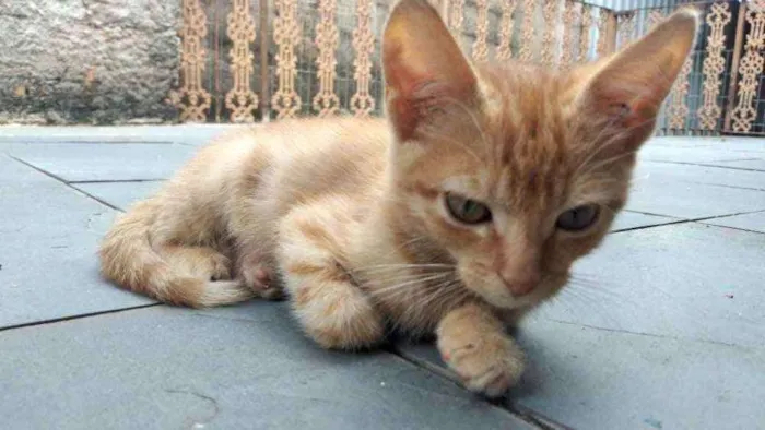 Gato raça  idade 2 a 6 meses nome Ruivo