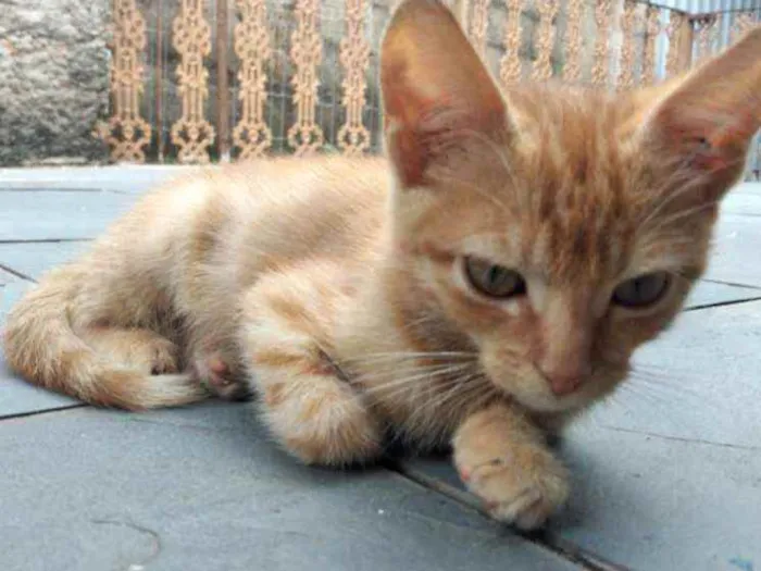 Gato raça  idade 2 a 6 meses nome Ruivo