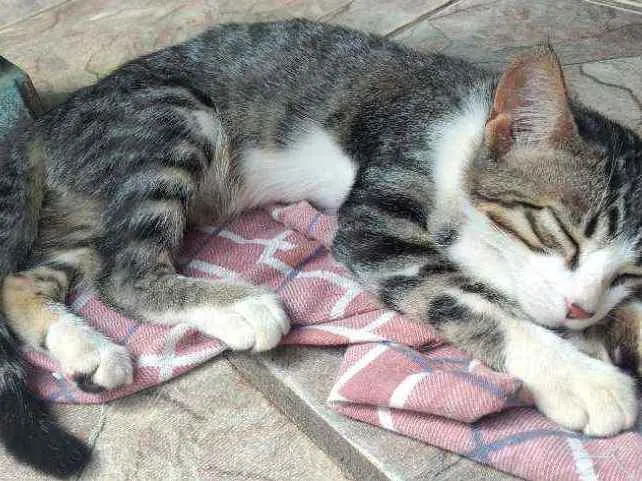 Gato raça  idade 7 a 11 meses nome Ravenah