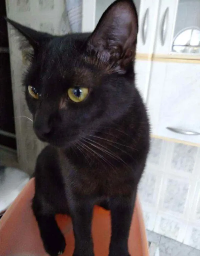 Gato ra a SRD idade 7 a 11 meses nome .........