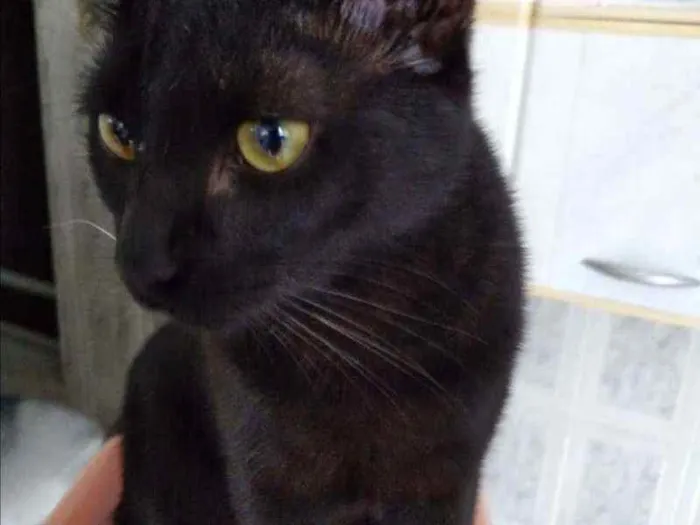 Gato ra a SRD idade 7 a 11 meses nome .........