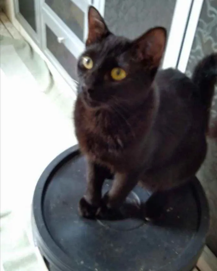 Gato ra a SRD idade 7 a 11 meses nome .........