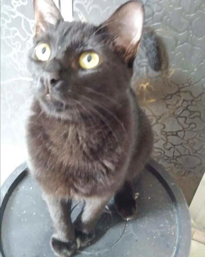 Gato ra a SRD idade 7 a 11 meses nome .........