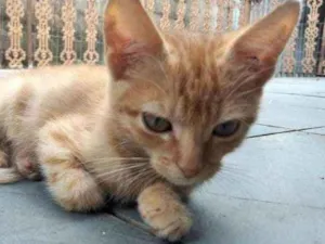 Gato raça  idade 2 a 6 meses nome Ruivo