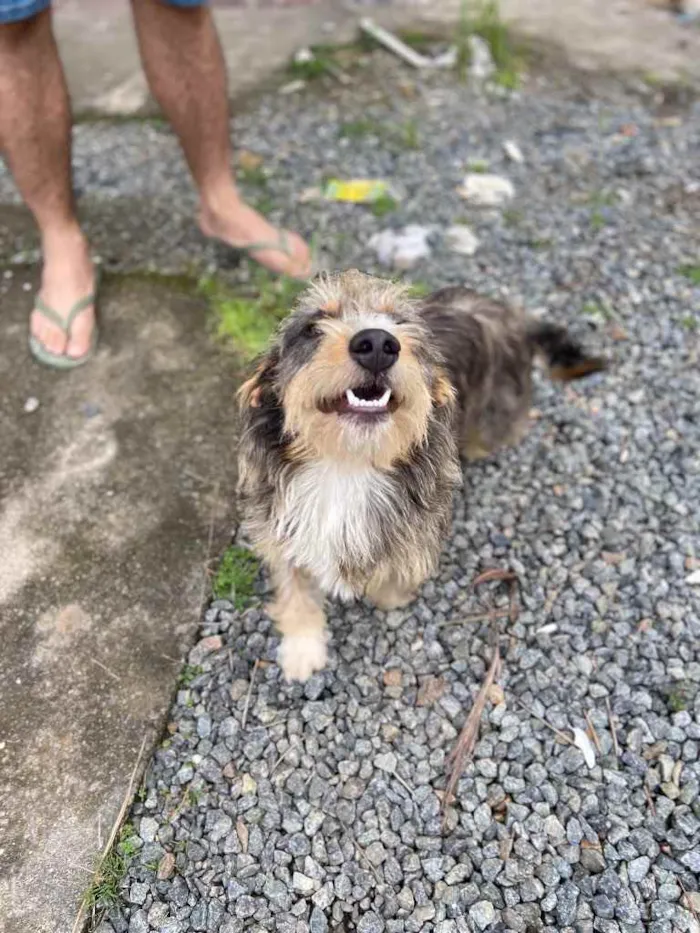 Cachorro ra a Sem raça  idade 1 ano nome Fred