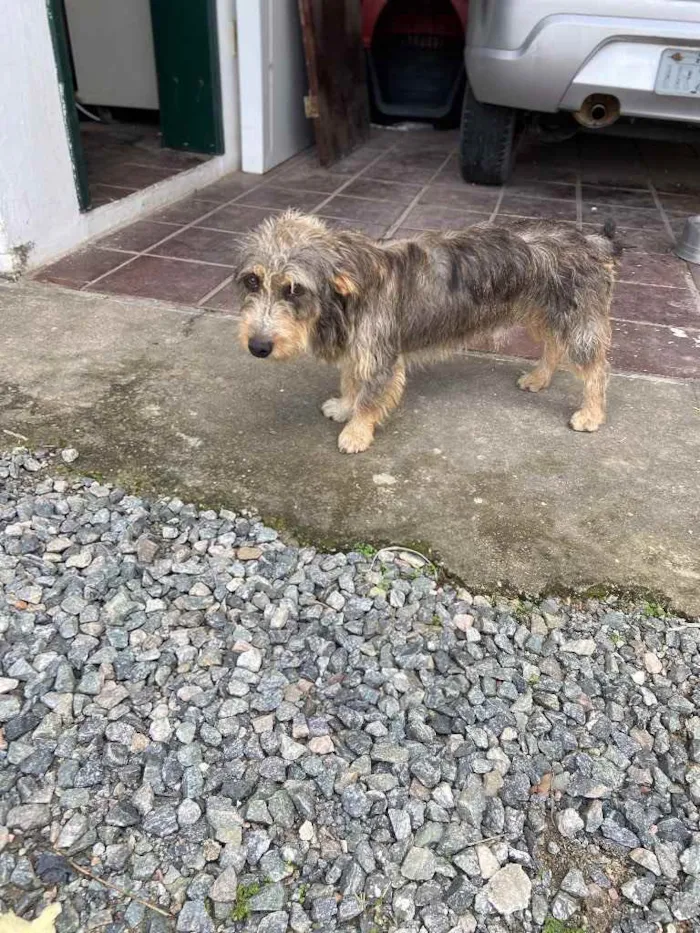 Cachorro ra a Sem raça  idade 1 ano nome Fred