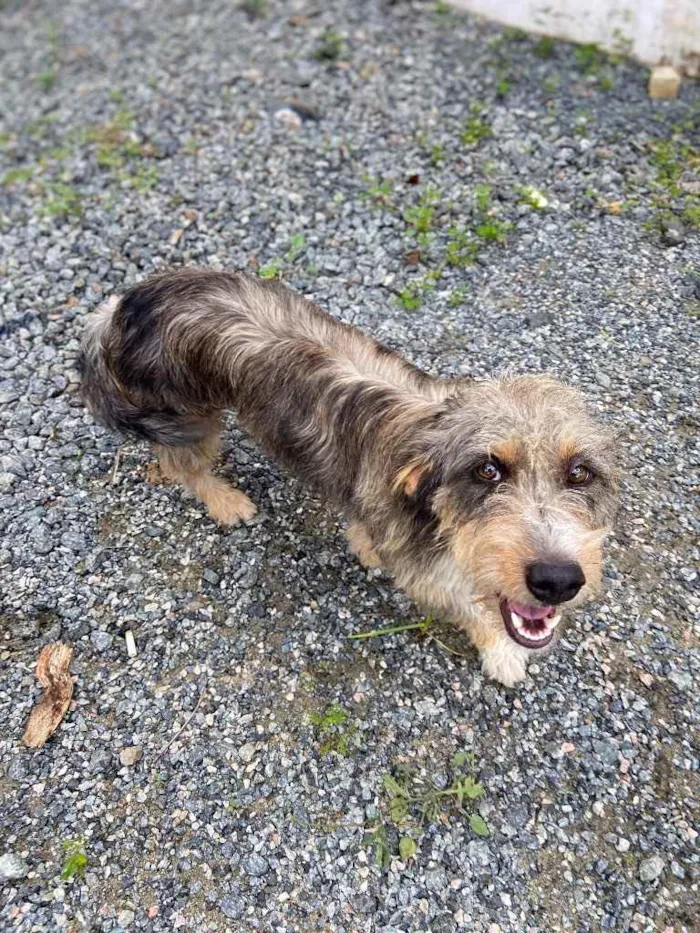 Cachorro ra a Sem raça  idade 1 ano nome Fred