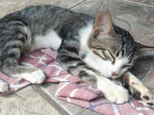 Gato raça  idade 7 a 11 meses nome Ravenah