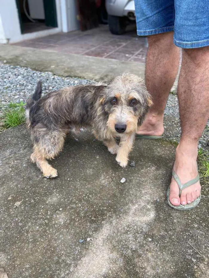 Cachorro ra a Sem raça  idade 1 ano nome Fred