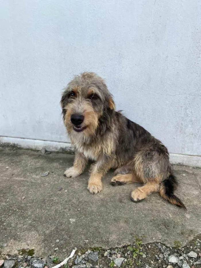 Cachorro ra a Sem raça  idade 1 ano nome Fred