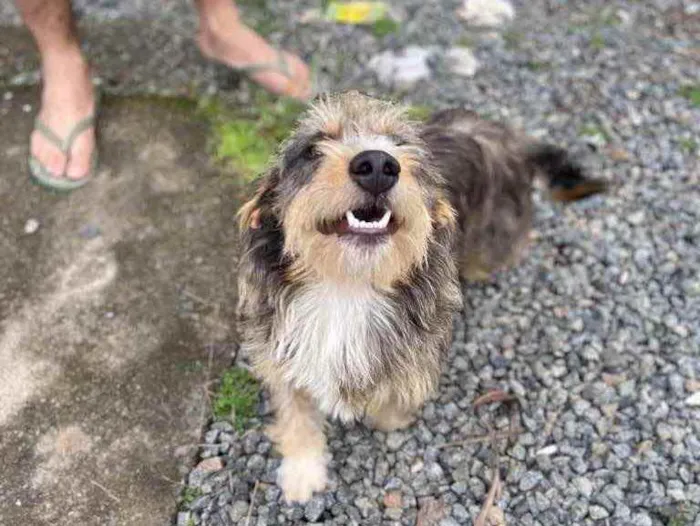 Cachorro ra a Sem raça  idade 1 ano nome Fred