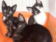 .........