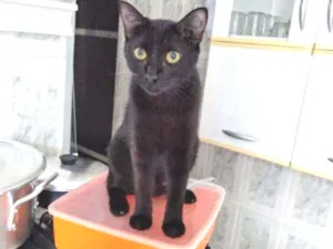 Gato raça SRD idade 7 a 11 meses nome .........
