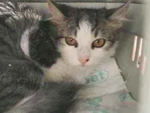 Gato raça SRD idade 2 a 6 meses nome ..........